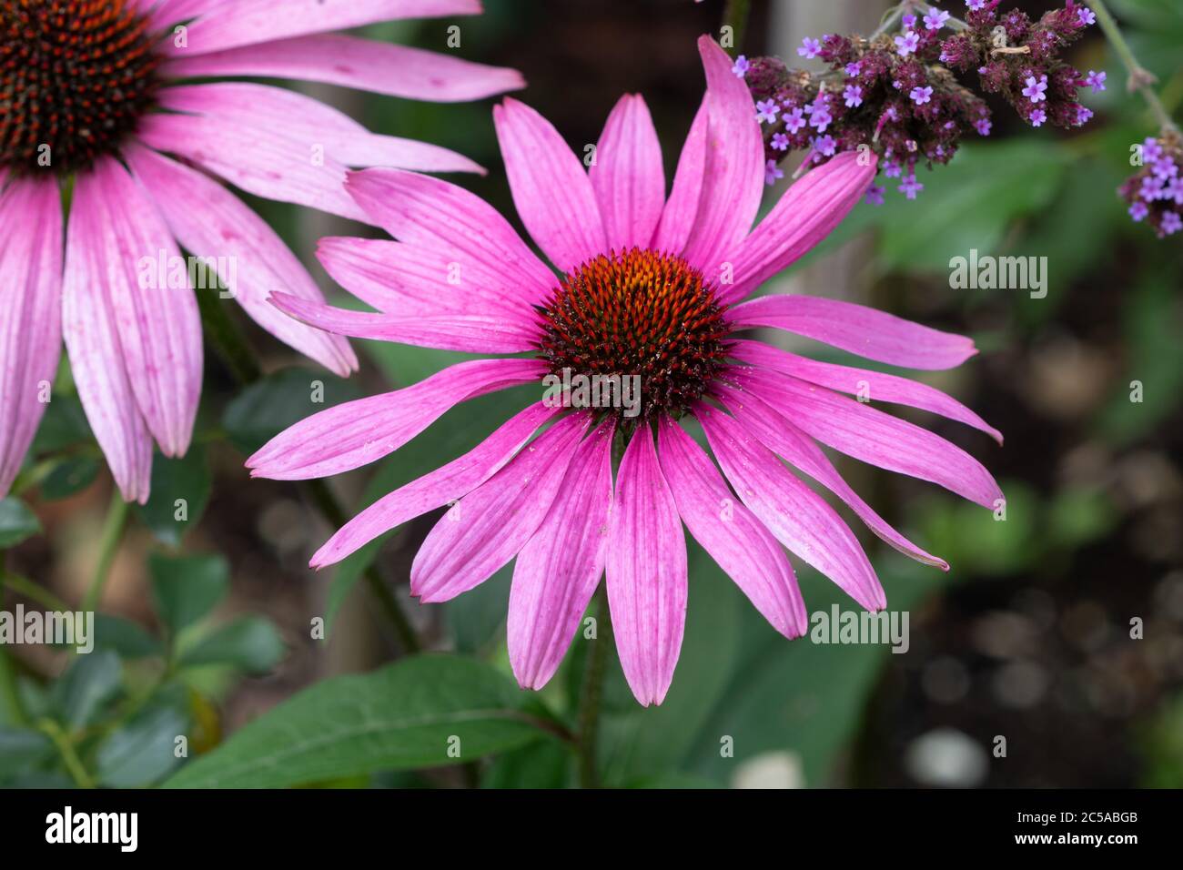 fiore echinacea in macro rosa Foto Stock