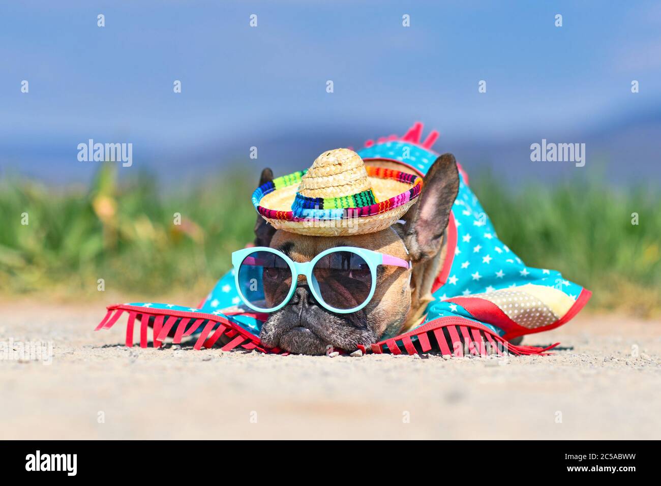 Adorabile cane Bulldog francese vestito con occhiali da sole, un cappello di paglia colorato e abito da poncho sdraiato a terra di fronte a prato sfocato in estate Foto Stock