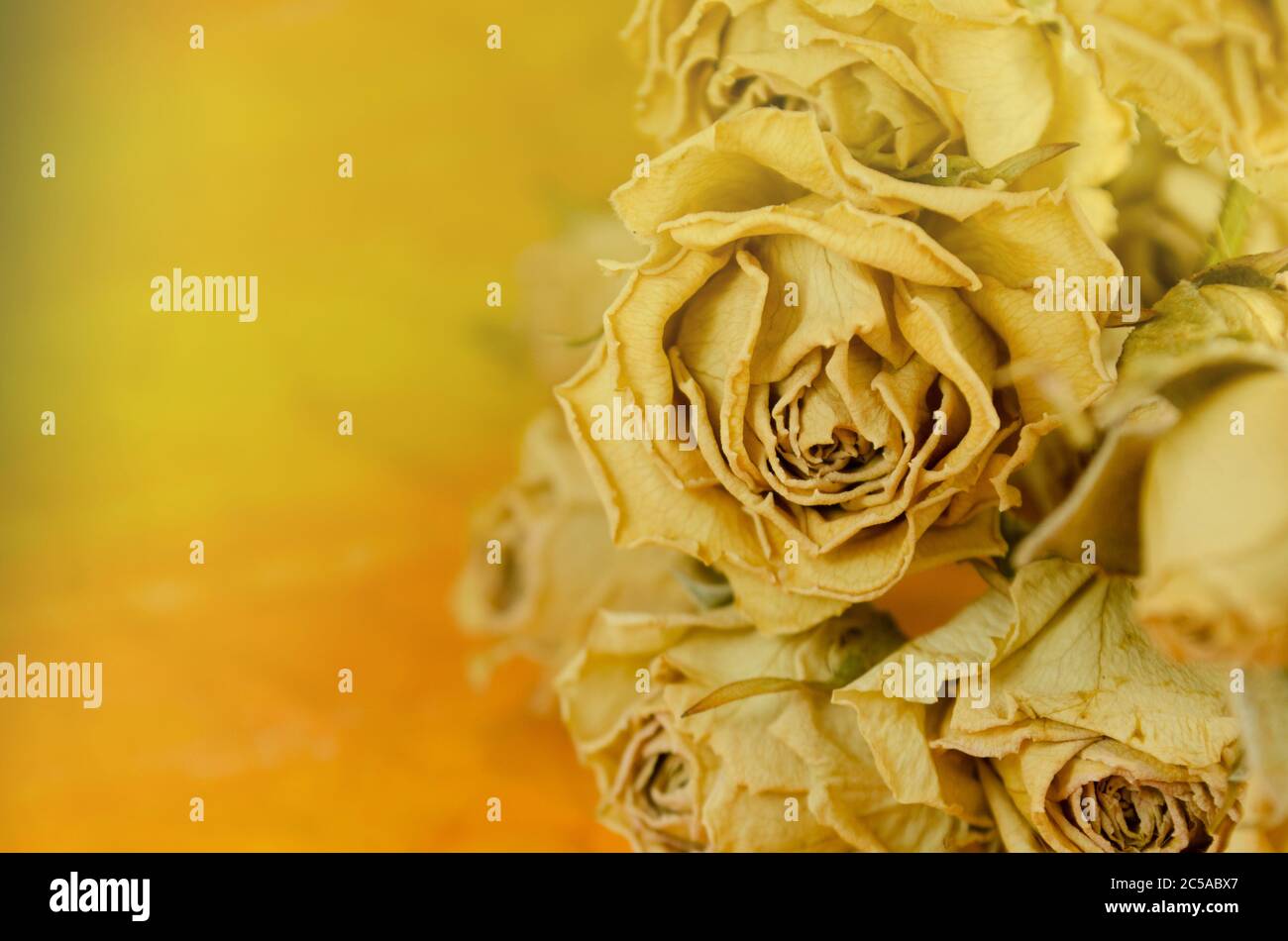 Rose secche su vecchio sfondo di legno. Mazzo di fiori di rosa secchi. Concetto di transizione del tempo Foto Stock