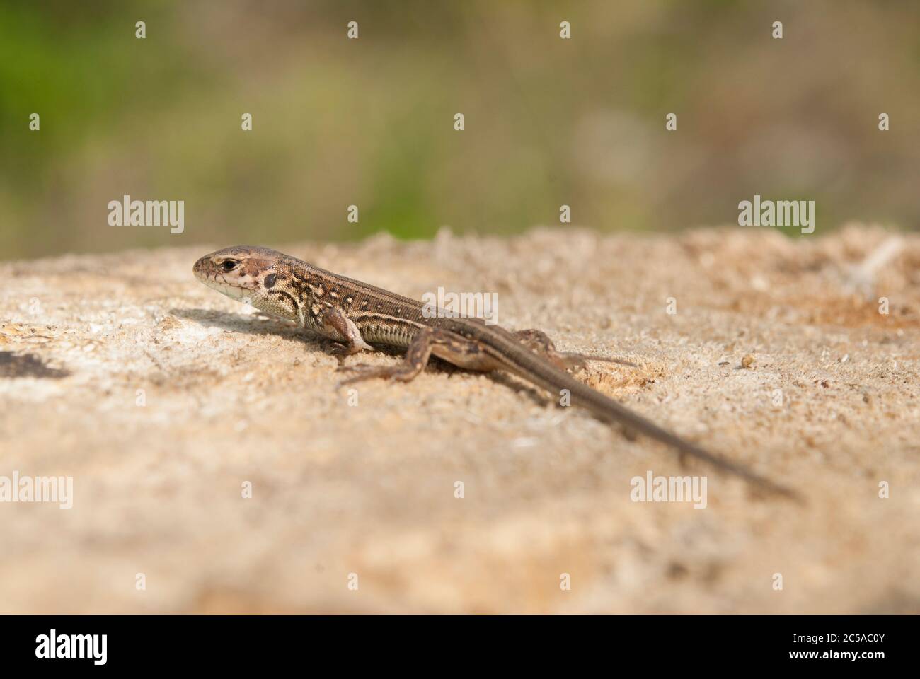 La lucertola vivipara (Lacerta vivipara) Foto Stock