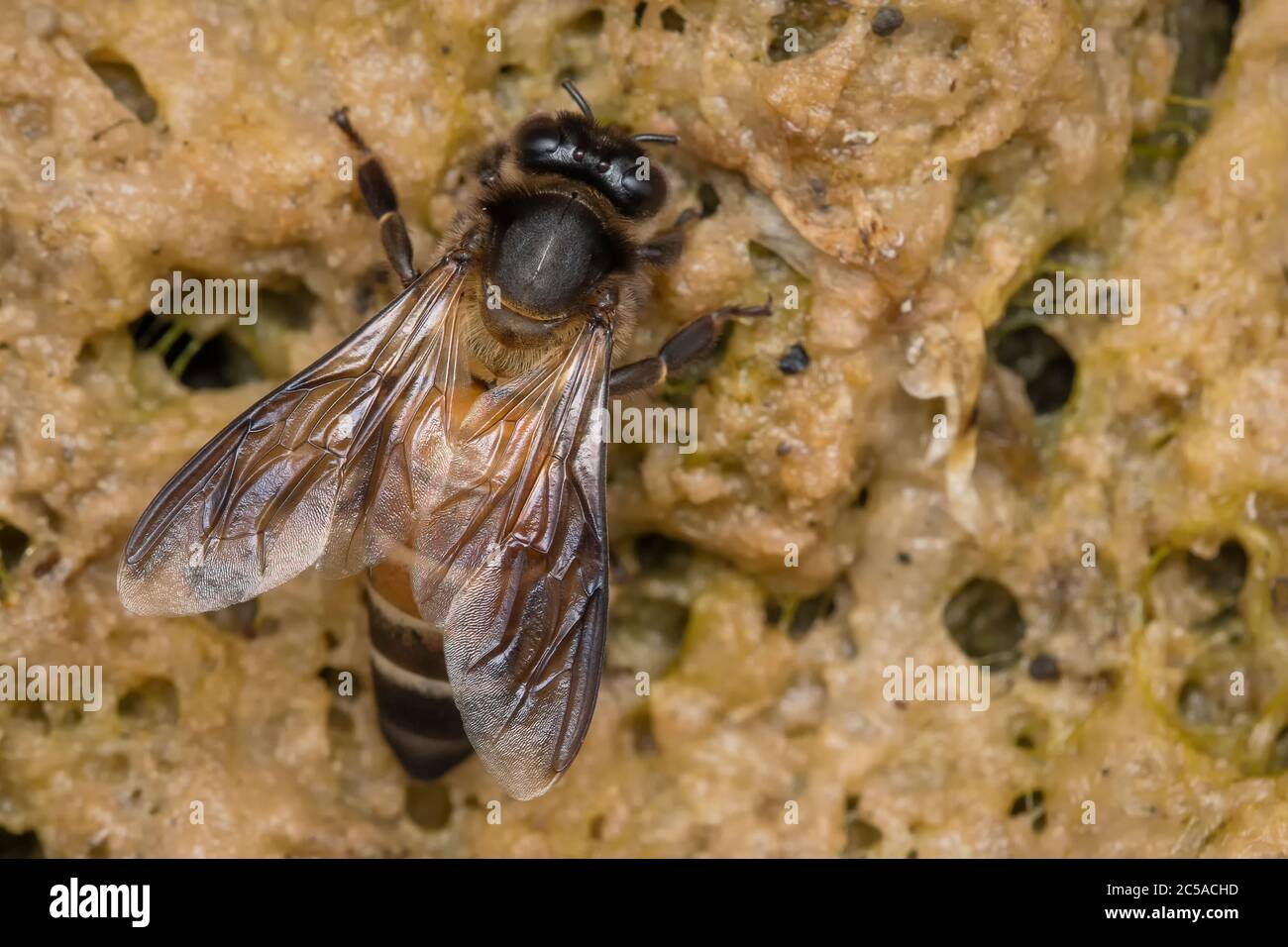 Indian Rock Honeybee API dorsata acqua potabile Foto Stock