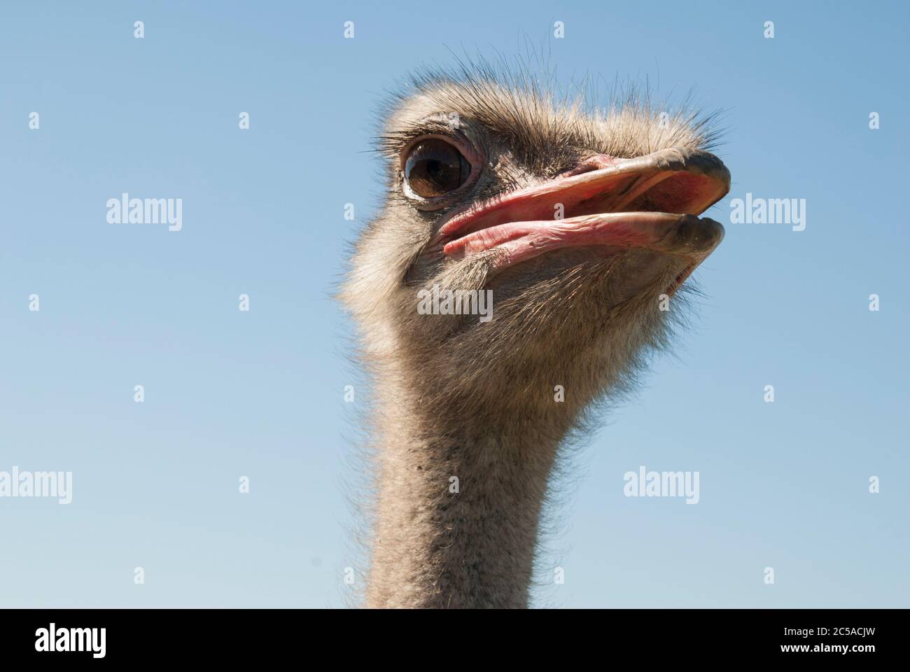 Capo dello struzzo comune Foto Stock