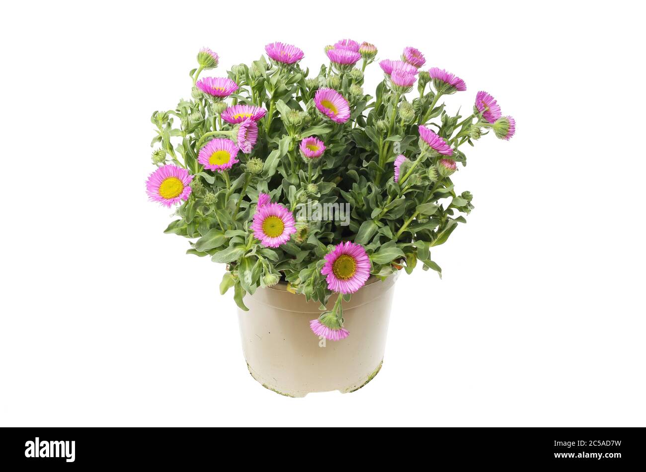 Fioritura pianta di erigeron in una pentola isolata contro bianco Foto Stock