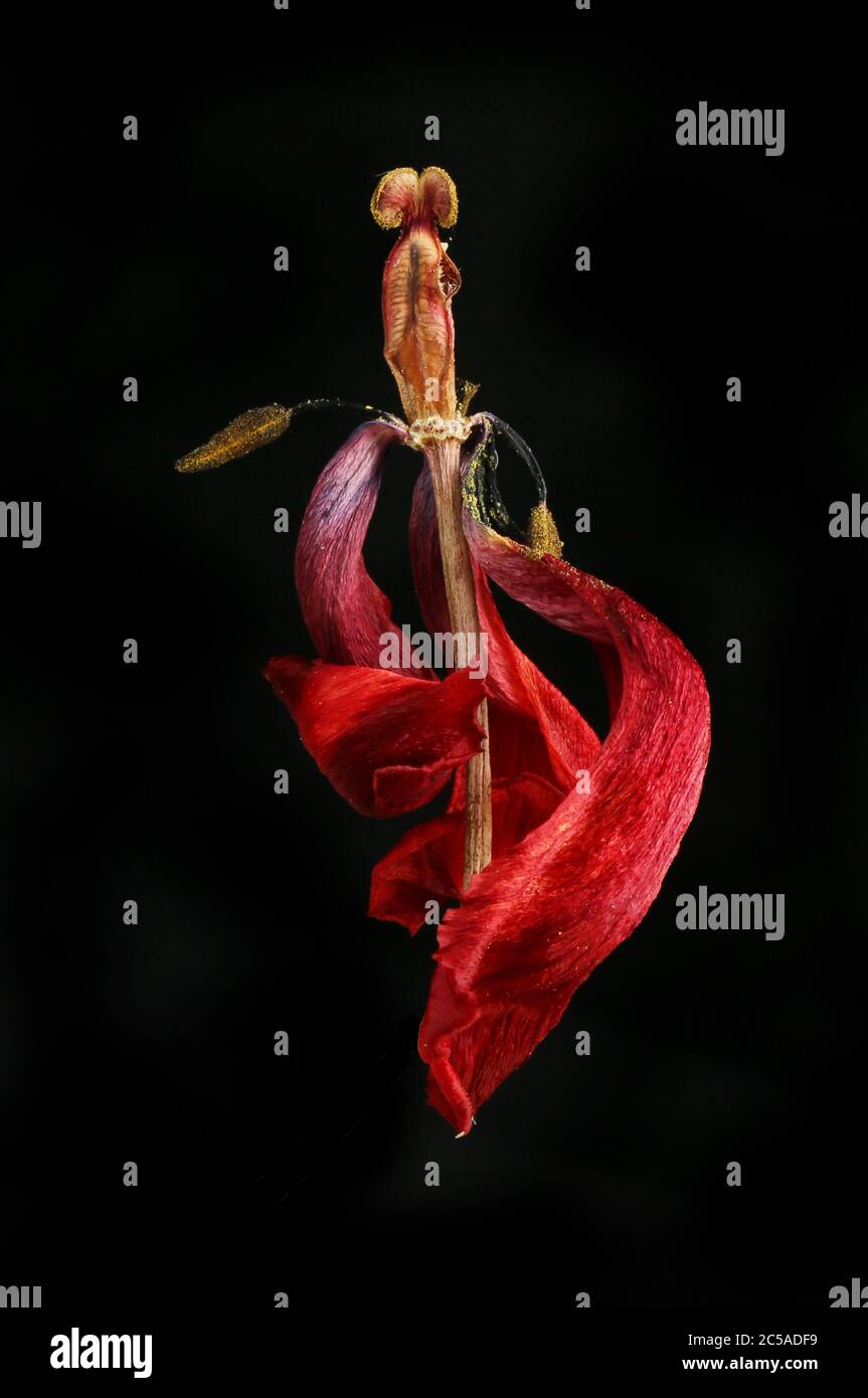 Testa di fiore di tulipano rosso appassita e secca isolata contro il nero Foto Stock
