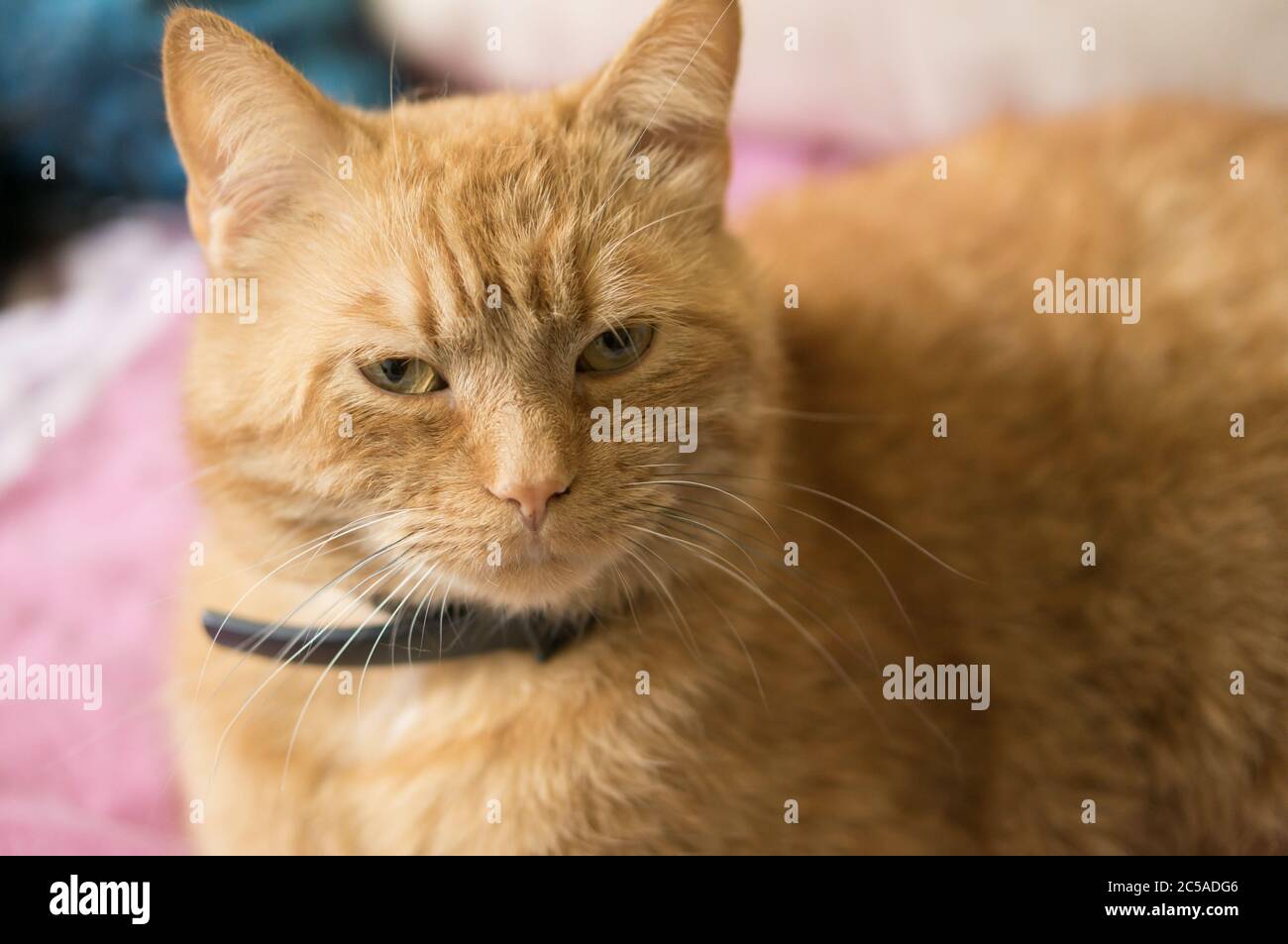 Carino gatto rosso con occhi verdi con un collare Foto Stock