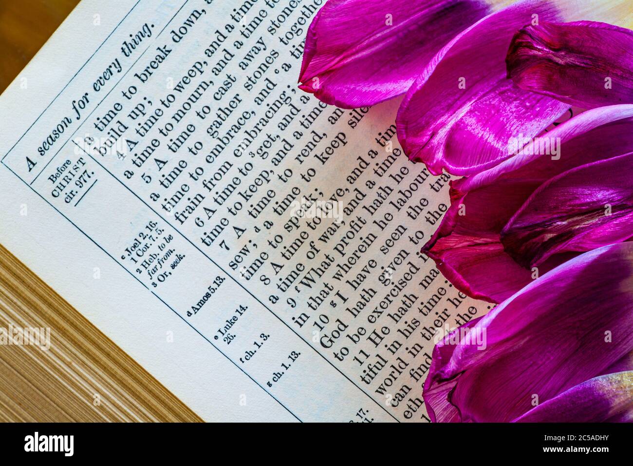 Una pagina della Bibbia con petali di fiori viola Foto Stock