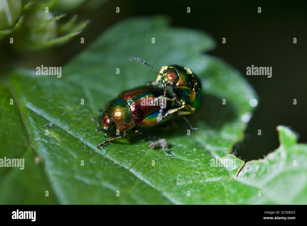 Foglie di menta (Chrysolina herbacea) Foto Stock