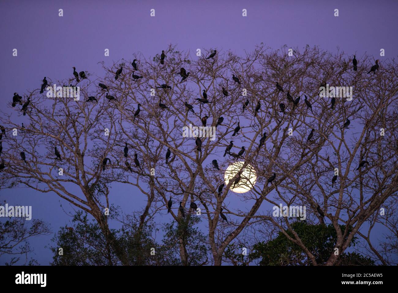 Una colonia di cormorani neotropici (Phalacrocorax brasilianus) alla caduta notturna nel Pantanal, Brasile Foto Stock