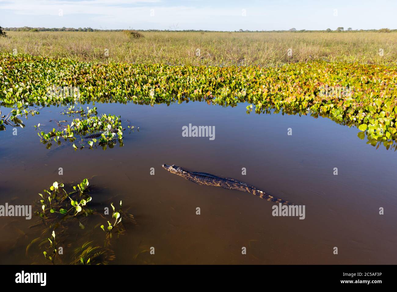 Un Pantanal Caiman (Yacare caiman) nuoto Foto Stock