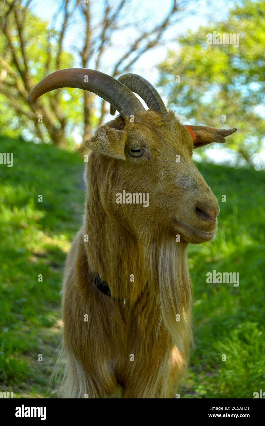 Primo piano ritratto di una capra con capelli lunghi e corna in un pascolo ombreggiato alla luce del sole di sera Foto Stock