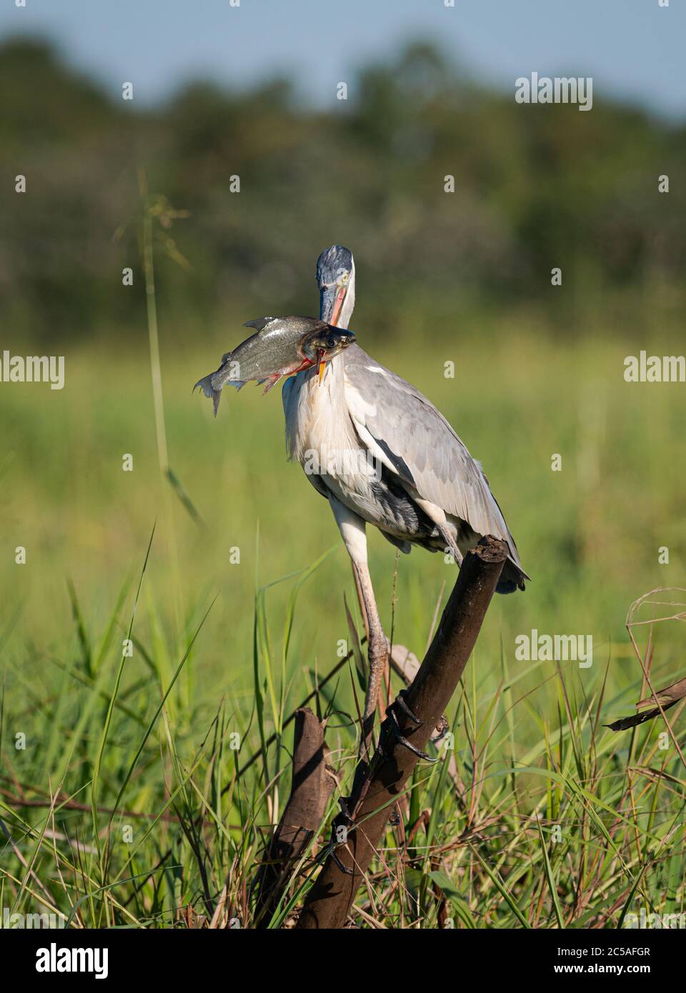 Un Erone di Cocoi (Ardea cocoi) con un pesce di Curimbatá (Procillodus lineatus) dal Pantanal Nord Foto Stock