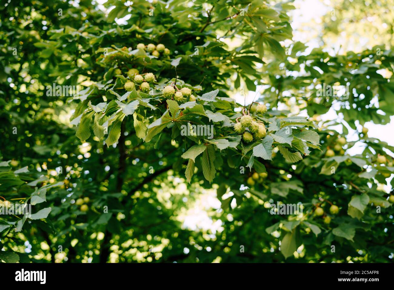 Il frutto del castagno sui rami dell'albero - scatole a forma di palla con punte. Foto Stock