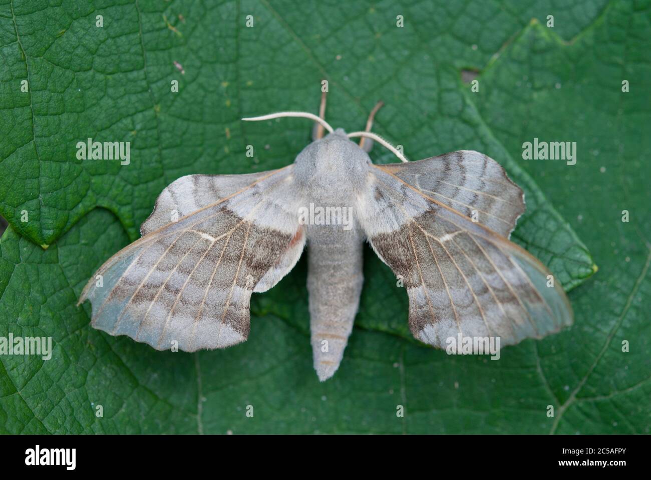 Il falco-falco di Pioppo (Laothoe populi) Foto Stock