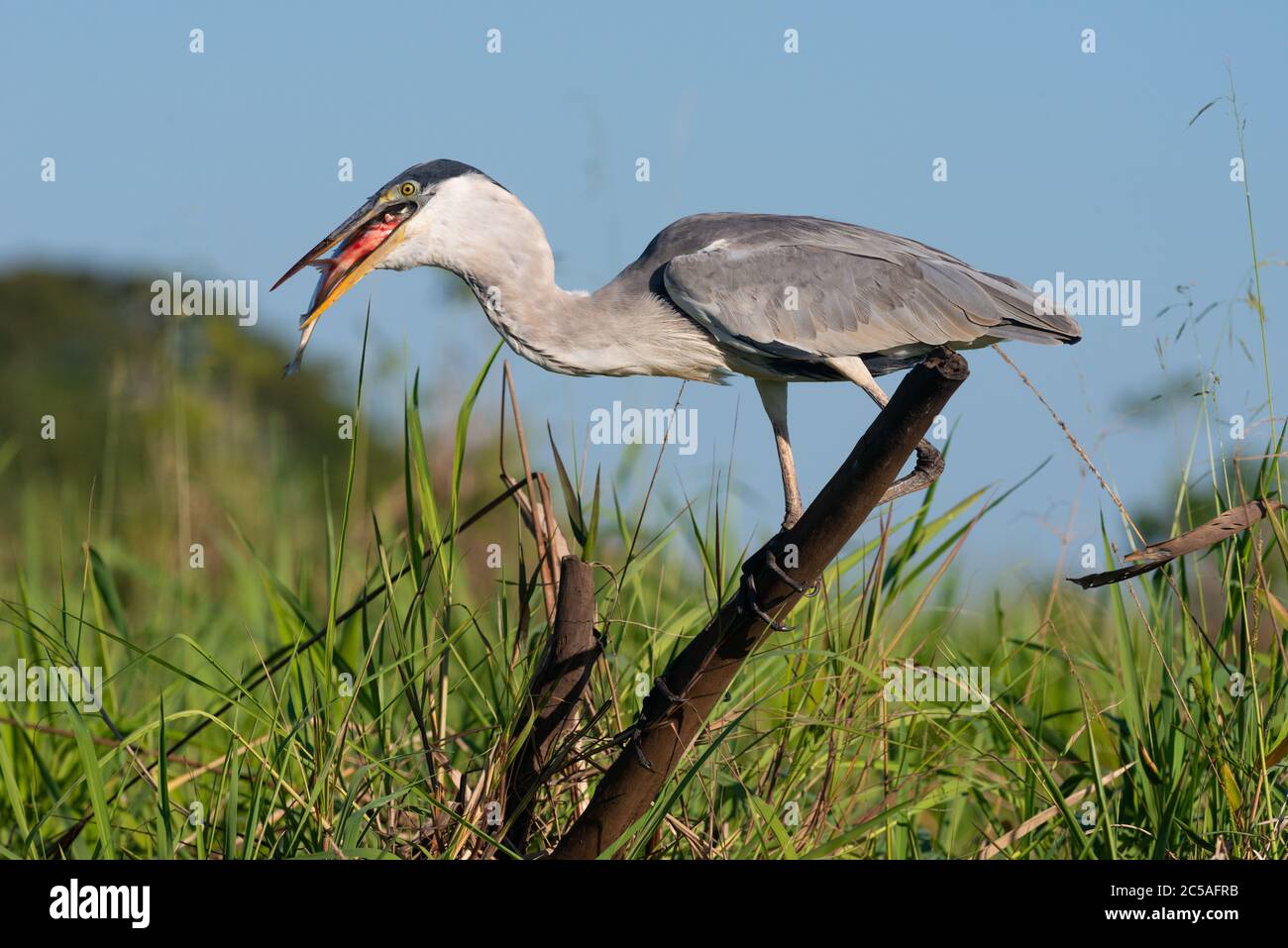 Un Erone di Cocoi (Ardea cocoi) con un pesce di Curimbatá (Procillodus lineatus) dal Pantanal Nord Foto Stock