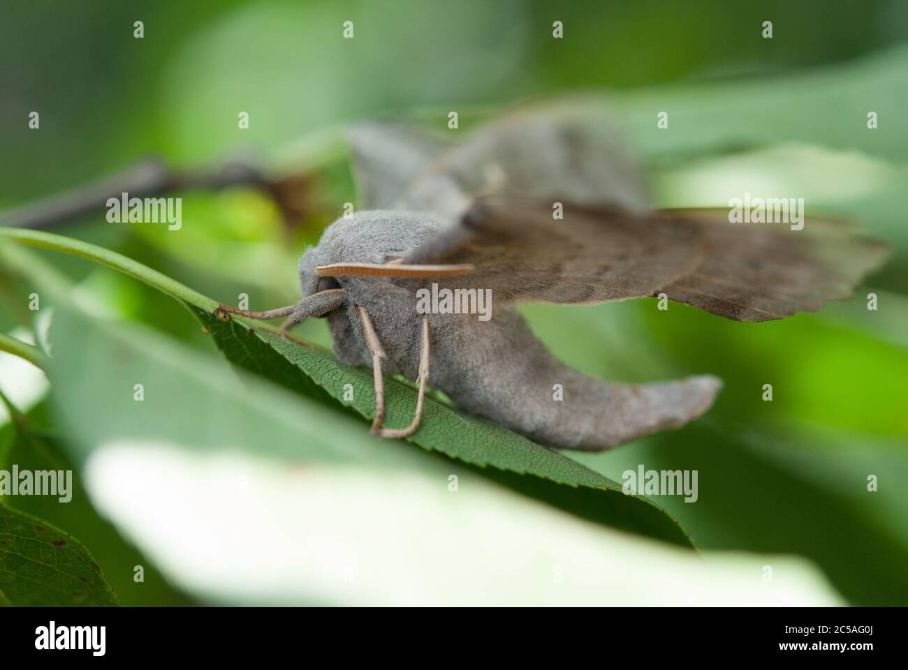 Il falco-falco di Pioppo (Laothoe populi) Foto Stock