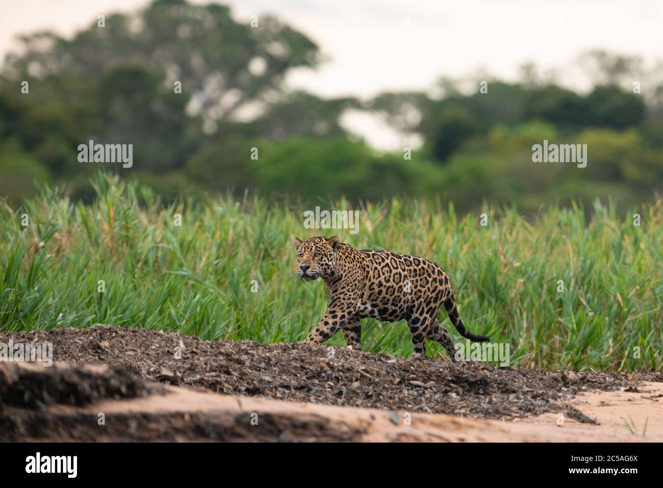 Una giaguara selvaggia (Panthera onca) dal Pantanal del Nord, Brasile Foto Stock
