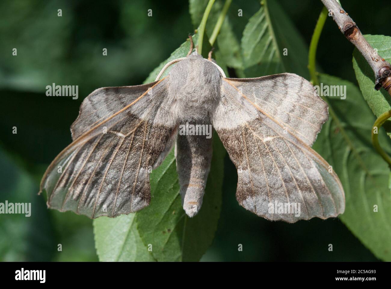 Il falco-falco di Pioppo (Laothoe populi) Foto Stock