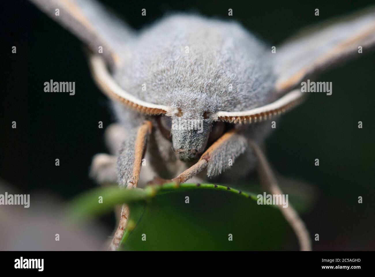 Il falco-falco di Pioppo (Laothoe populi) Foto Stock