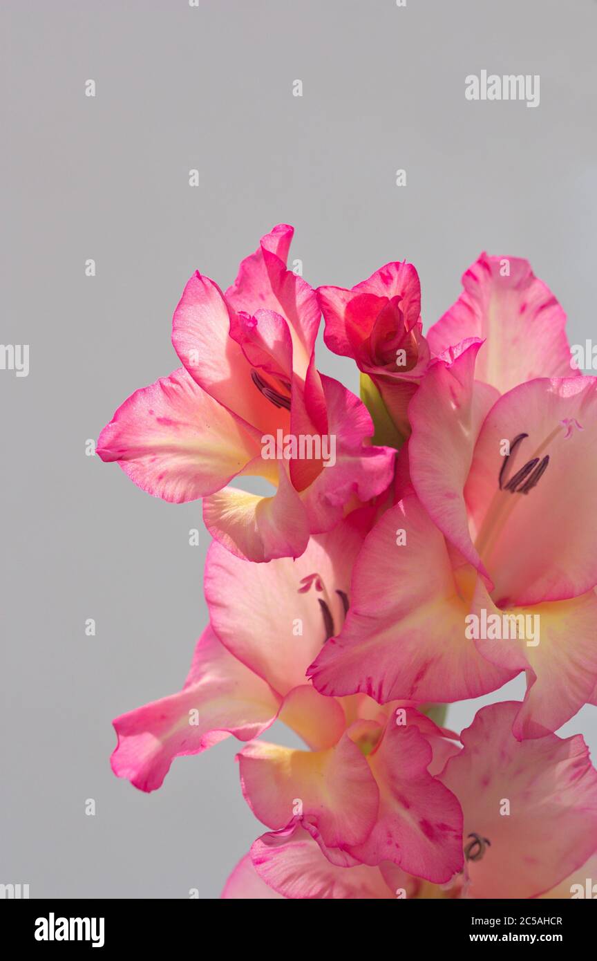 Fiori di un lungo picco terminale di un gladiolo rosa con una parete neutra sullo sfondo Foto Stock