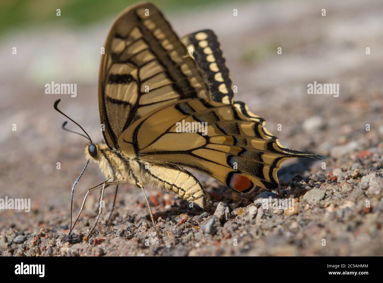Il vecchio mondo coda forcuta (Papilio machaon) Foto Stock