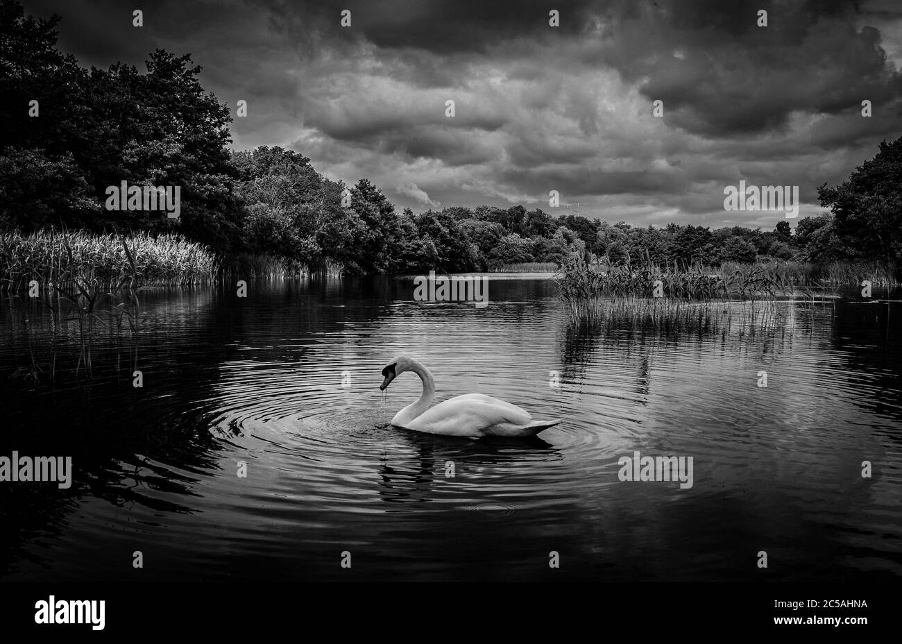 Riserva naturale di Straiton Pond Foto Stock