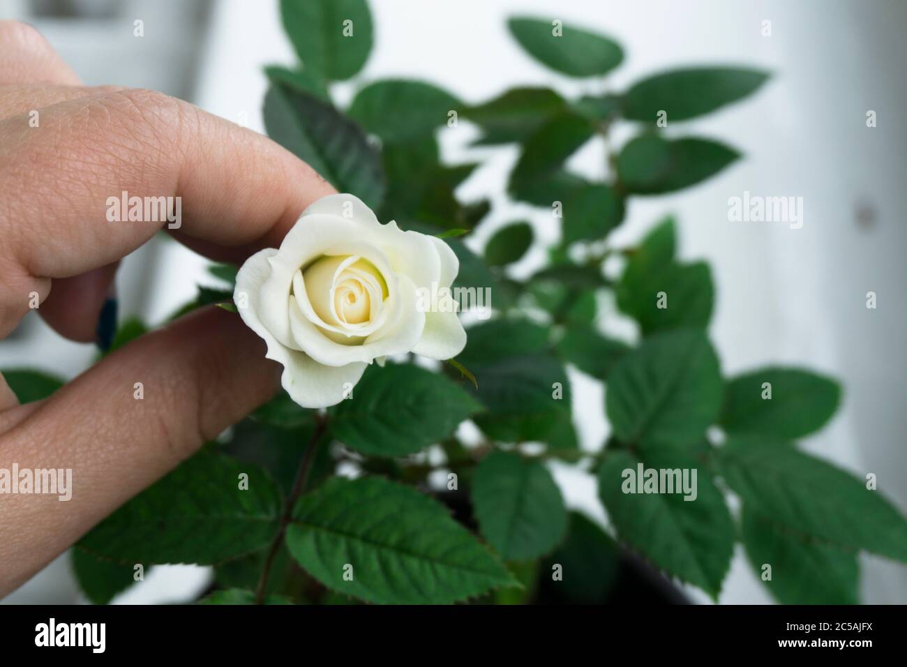 Bianco gemma di rosa in miniatura e fogliame, rosa in una mano. Primo piano rosa Foto Stock