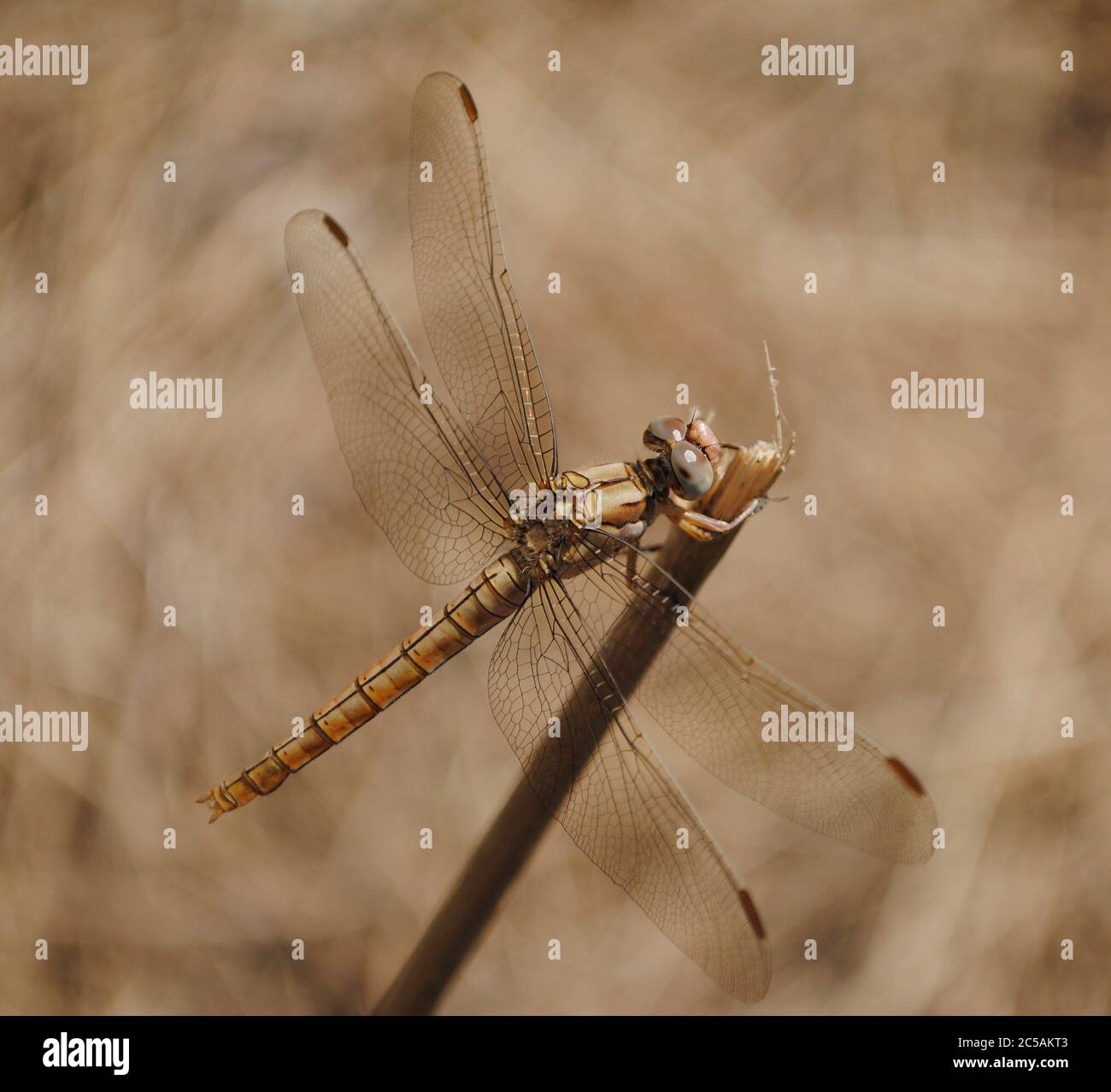 La skimmer meridionale (Orthetrum brunneum) Foto Stock