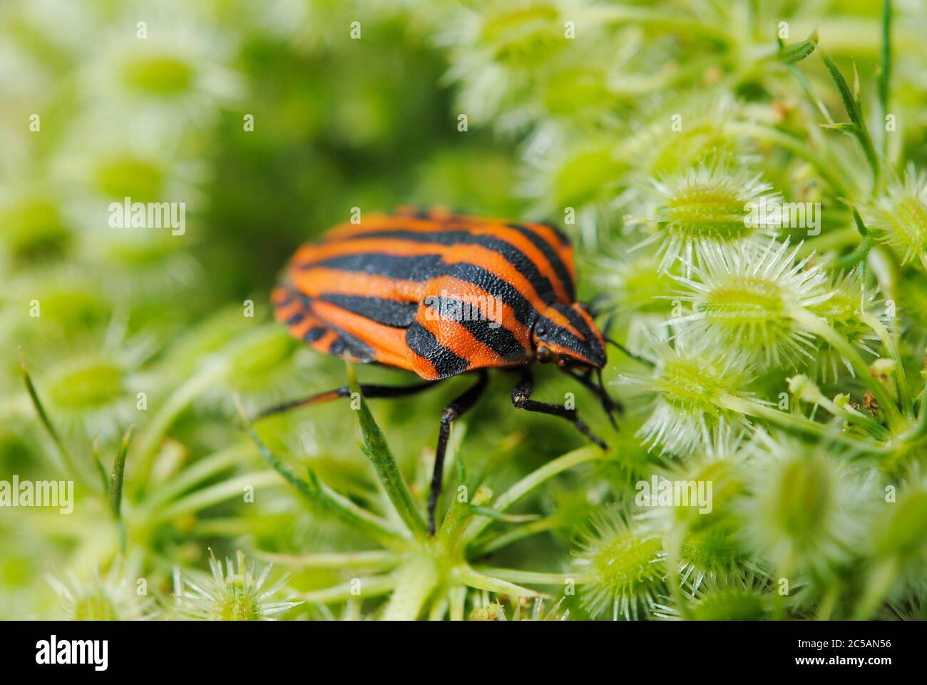 Bug italiano a strisce (Graphosoma lineatum) Foto Stock