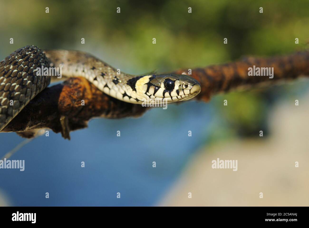 Il serpente d'erba (Natrix natrix) Foto Stock