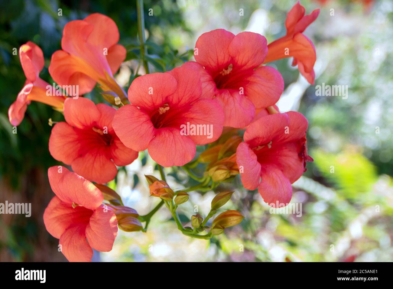 Bignonia capreolata fiori tromba arancio Foto Stock