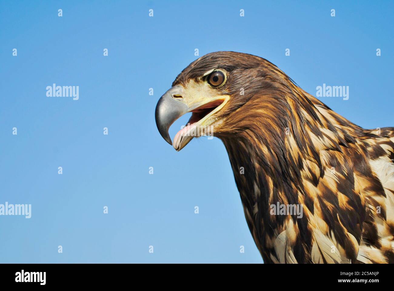 L'aquila d'oro Foto Stock