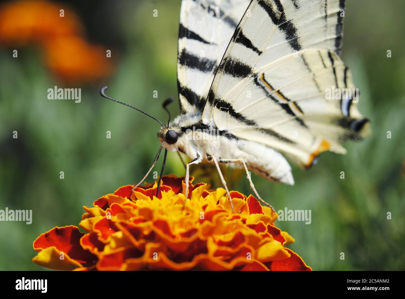 La coda di rondine scarseggia sul fiore Foto Stock