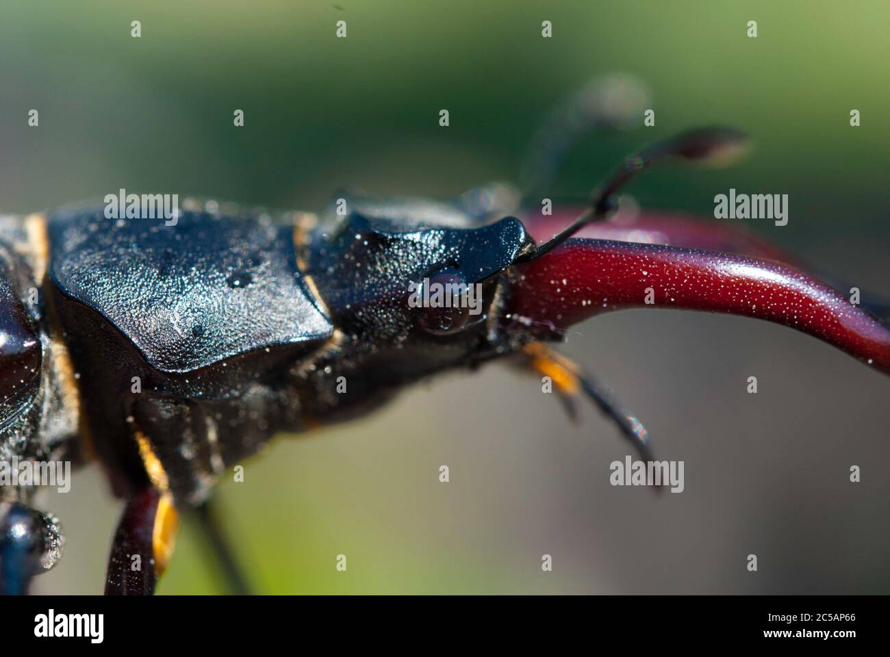 Lucanus cervicus maschio Foto Stock