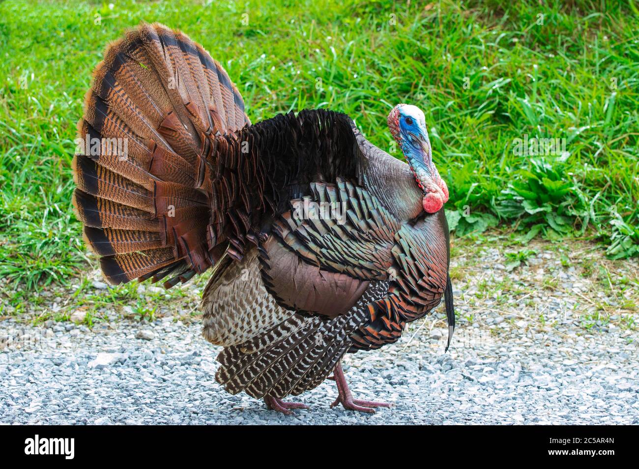 Scatto orizzontale di un tacchino in posa per la sua foto. Foto Stock