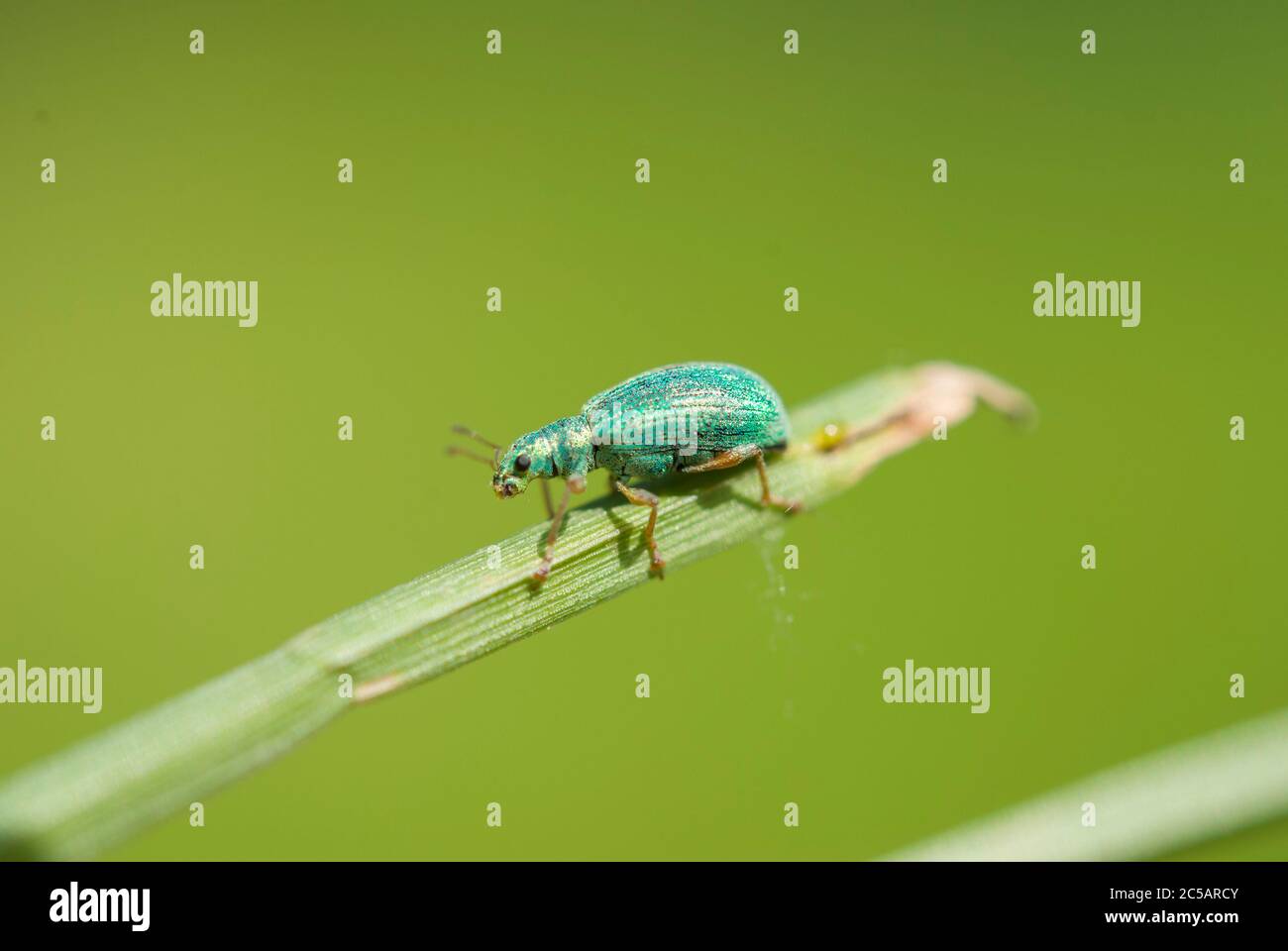 La dolcezza dal naso largo (Polydrusus formosus) Foto Stock