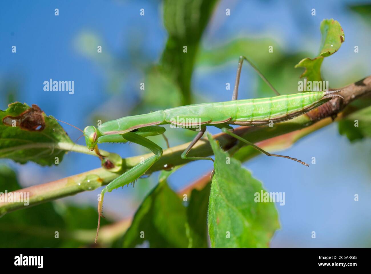 Mantis religiosa su un ramo Foto Stock