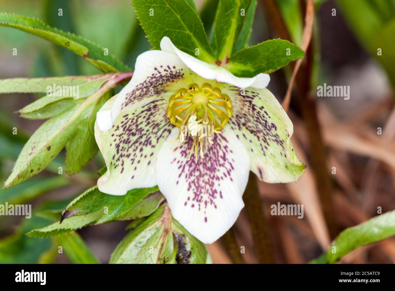 Helleboro una pianta di fioritura invernale comunemente chiamata rosa di Natale o hellebore nero Foto Stock