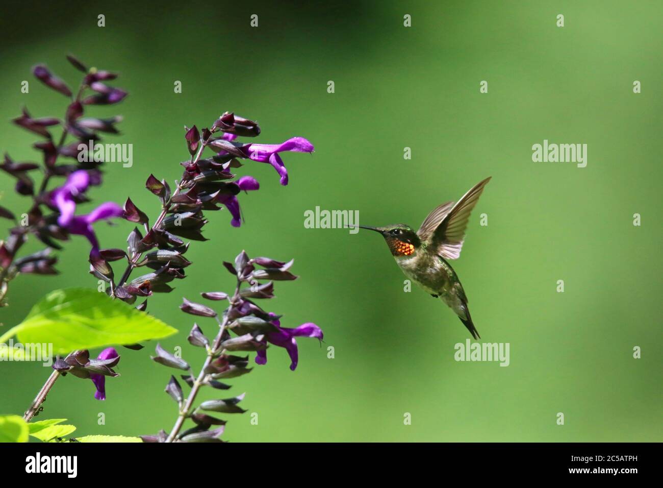 Maschio Ruby ha tirato Hummingbird Archilochus colubris che si nutra ai fiori viola di Salvia Foto Stock