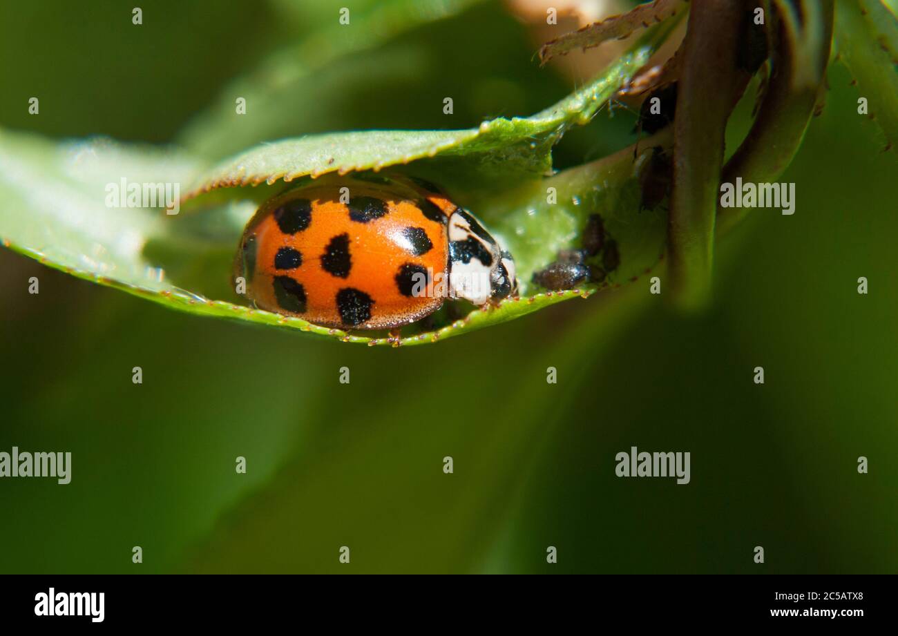 Il ladybird a sette punti (Coccinella septempunctata) Foto Stock