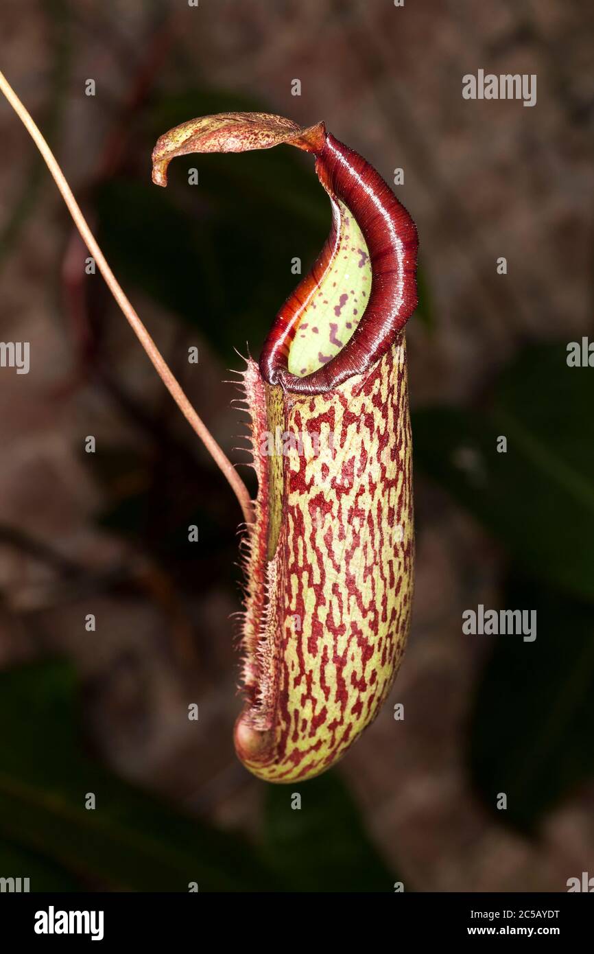 Nepenthes una foresta tropicale carnivoro insetto mangiare pianta carnitro spesso chiamato coppa scimmia Foto Stock