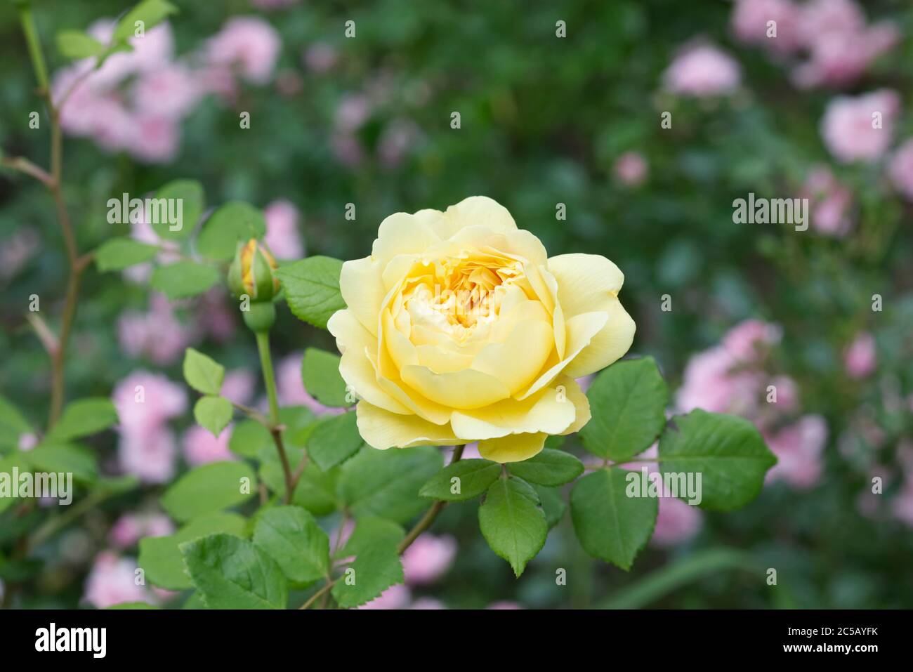 Rosa gialla in un giardino inglese. Foto Stock