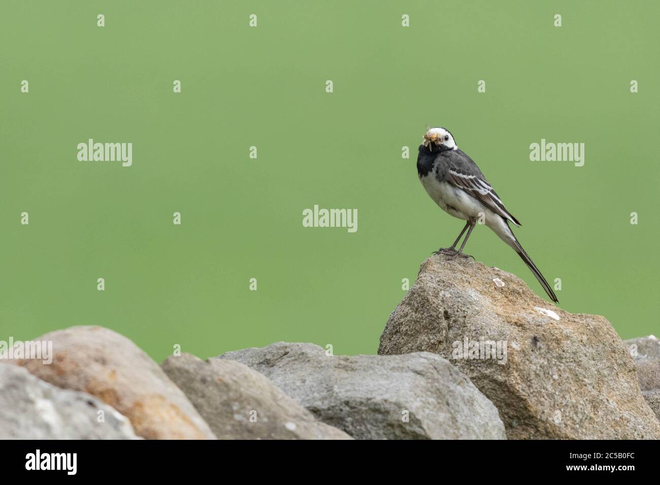 Un singolo Pied Waggail (UK) appollaiato su un muro di pietra a secco contro uno sfondo verde vuoto. Il wagtail ha cibo in esso è becco pronto per nutrire è giovane. Foto Stock