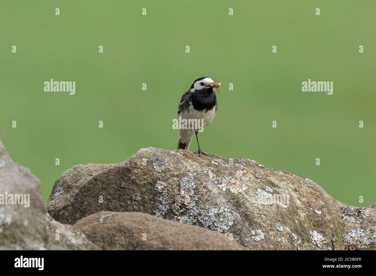 Un singolo Pied Waggail (UK) appollaiato su un muro di pietra a secco contro uno sfondo verde vuoto. Il wagtail ha cibo in esso è becco pronto per nutrire è giovane. Foto Stock