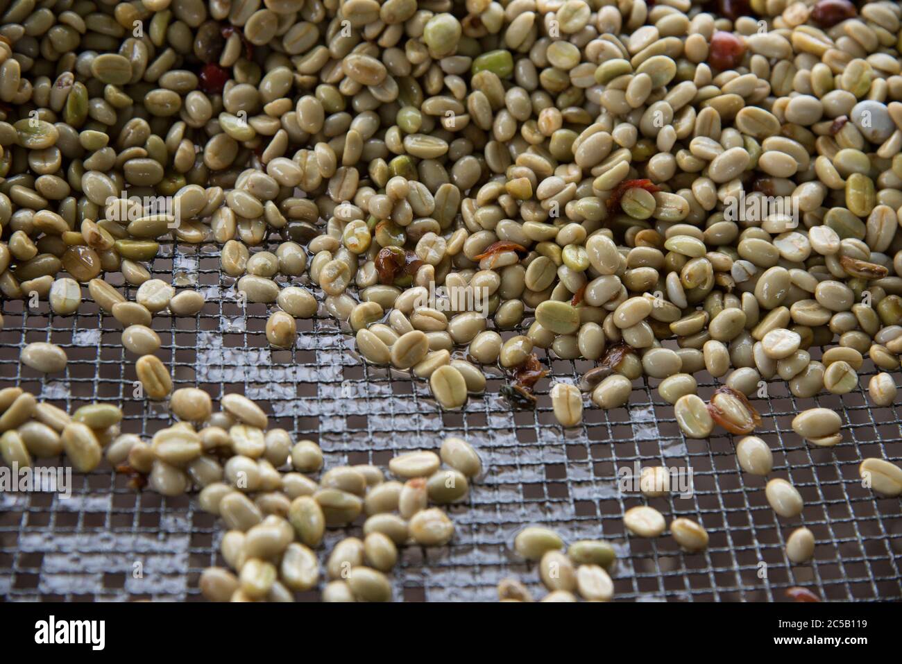 Visita alla cooperativa di caffè Gashonga nella regione del lago Kivu in Ruanda Foto Stock