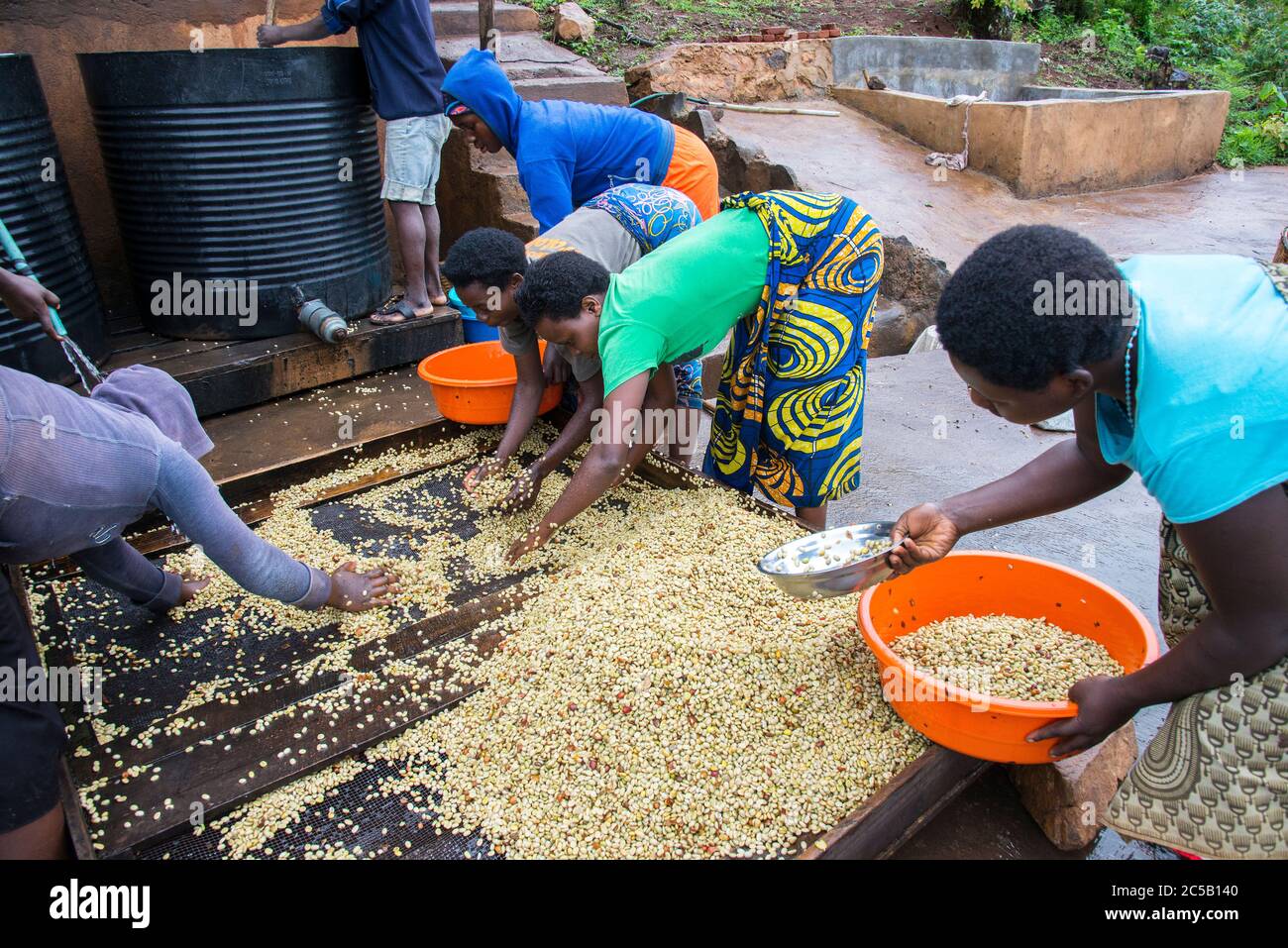 Visita alla cooperativa di caffè Gashonga nella regione del lago Kivu in Ruanda Foto Stock