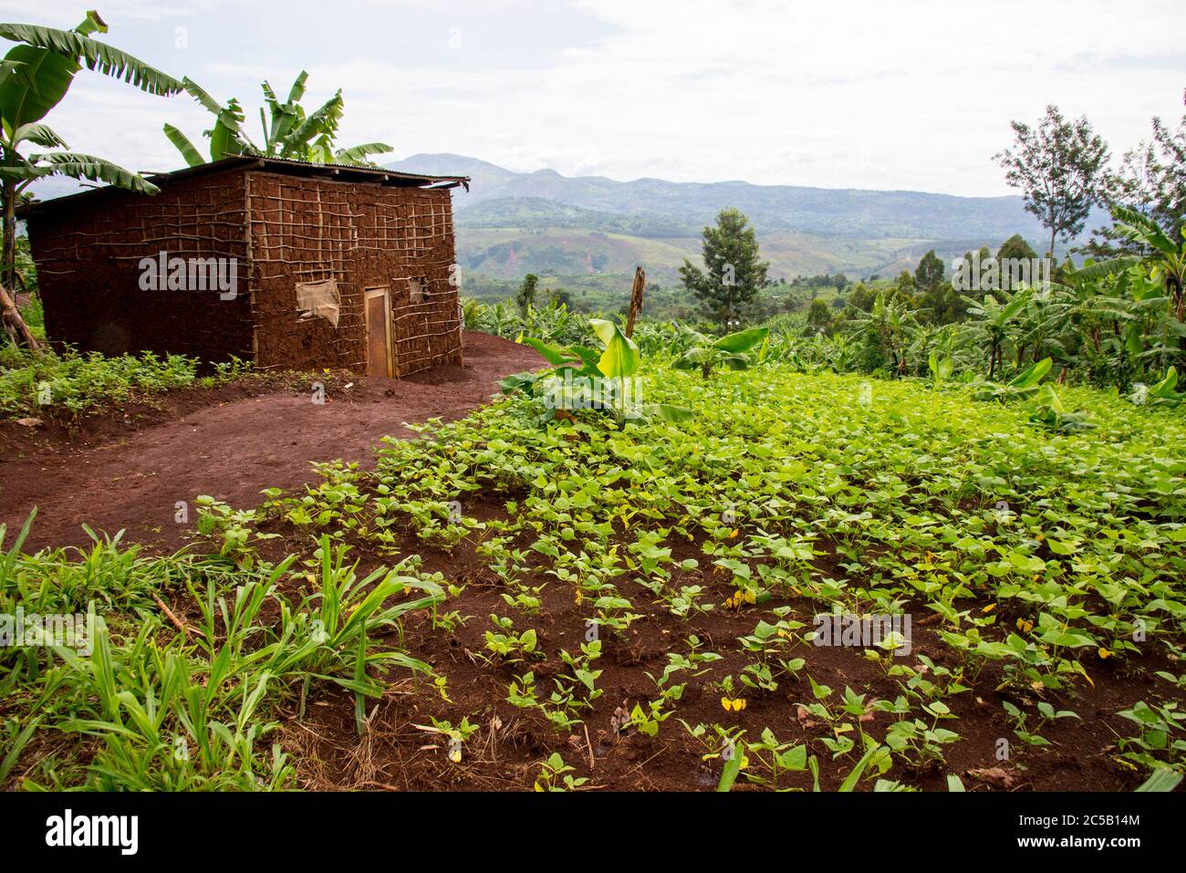 Visita alla cooperativa di caffè Gashonga nella regione del lago Kivu in Ruanda Foto Stock