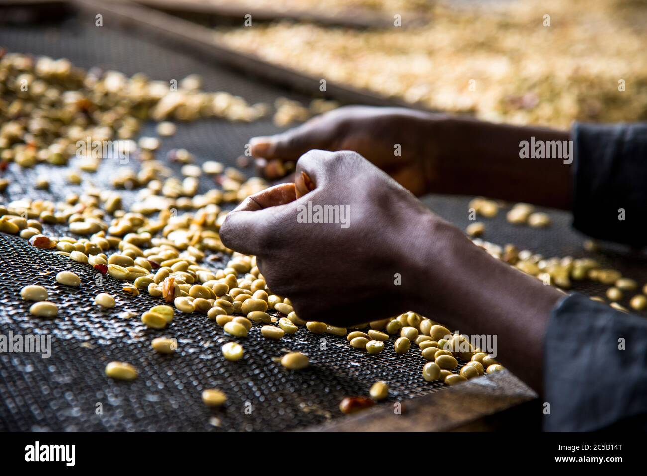 Visita alla cooperativa di caffè Gashonga nella regione del lago Kivu in Ruanda Foto Stock