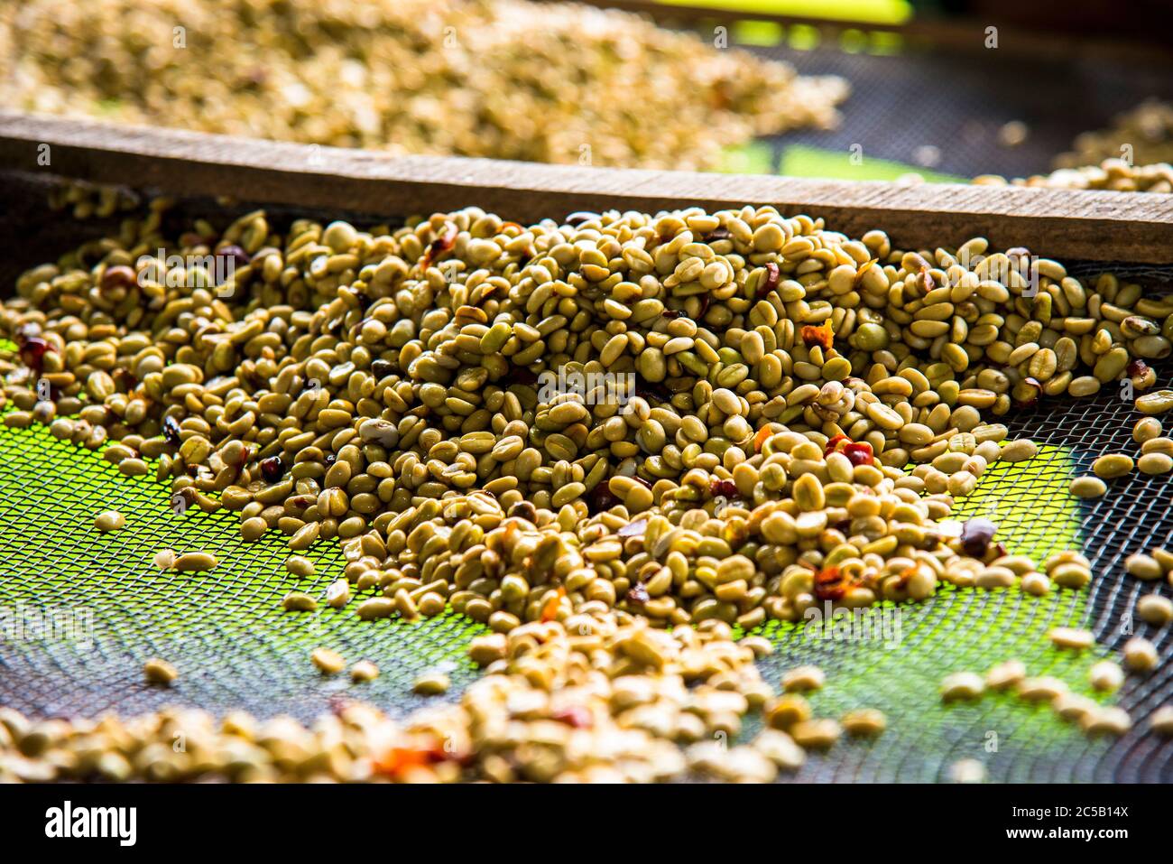 Visita alla cooperativa di caffè Gashonga nella regione del lago Kivu in Ruanda Foto Stock