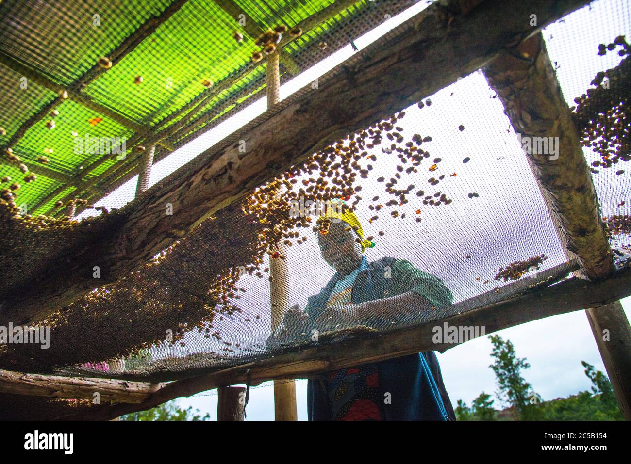 Visita alla cooperativa di caffè Gashonga nella regione del lago Kivu in Ruanda Foto Stock