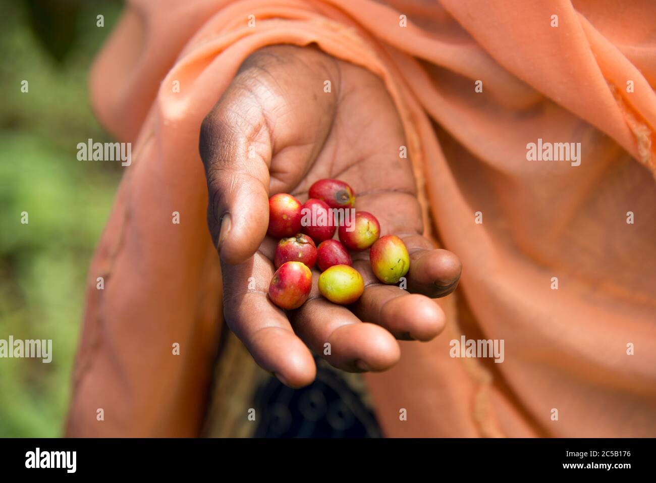 Visita alla cooperativa di caffè Gashonga nella regione del lago Kivu in Ruanda Foto Stock
